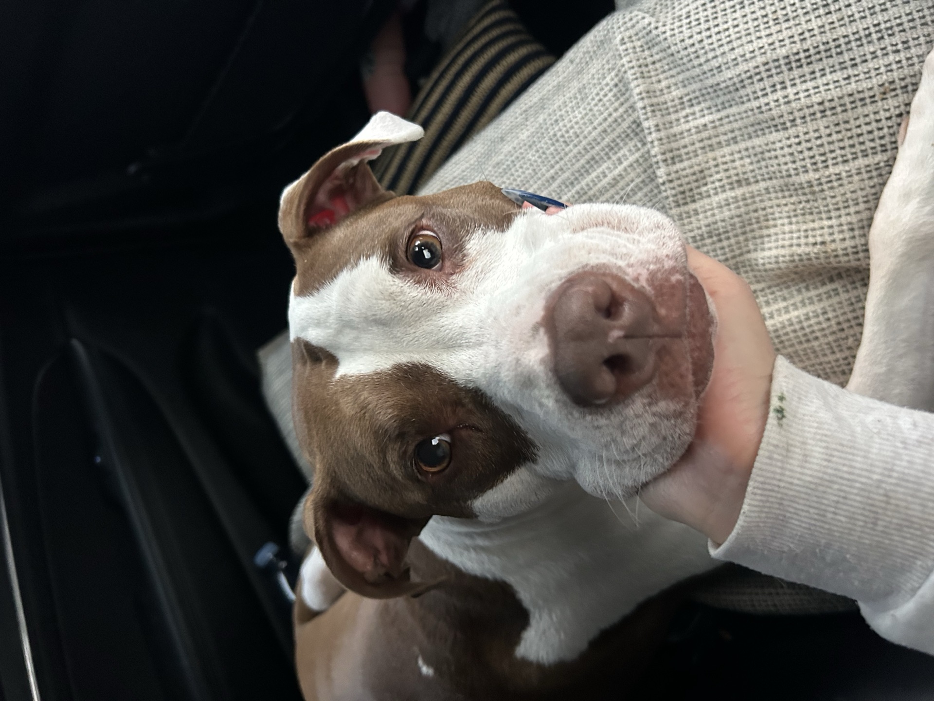 Ellie, a cow-looking pit bull