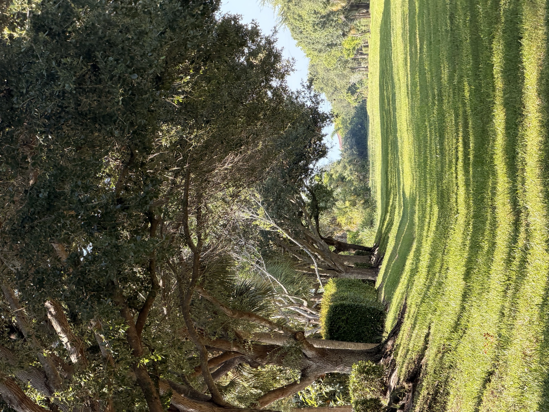 Tree-lined lawn in the neighborhood